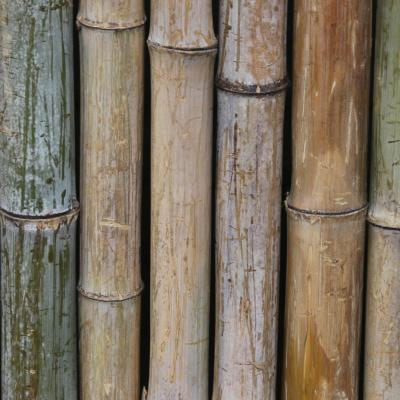 Bambus tøj hvorfor? 9 gode grunde til at vælge bambus. Læs her: